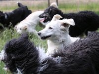 Puppys van Bliss040622-0125